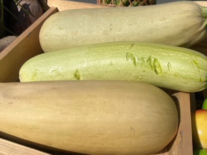 Выращивание кабачков: советы и рекомендации