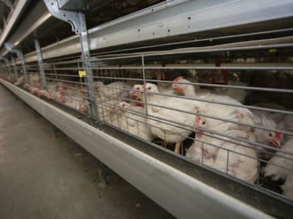 В Мордовии профилактические меры помогают защищать птицефабрики от птичьего гриппа
