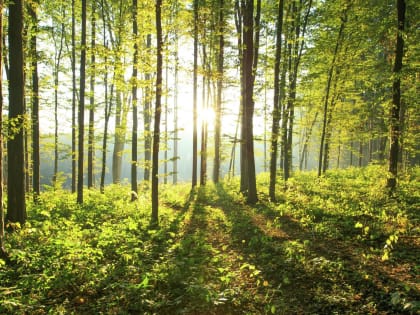 Уведомление о проведении дезинфекционных мероприятий на территории городского округа Саранск