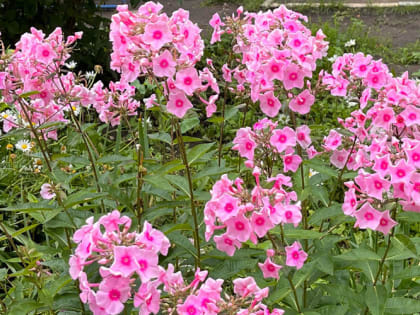 Когда сажать флоксы и как правильно это делать