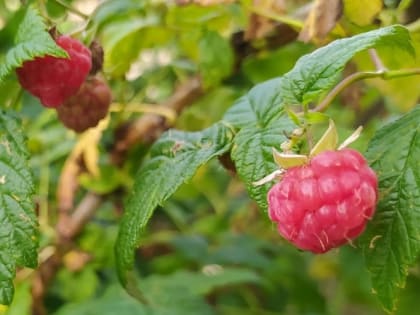 Как ухаживать за малиной после сбора урожая