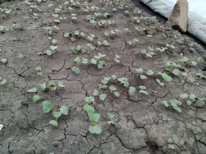 Посеем осенью редиску?