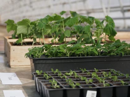 Как избавиться от трипсов на рассаде