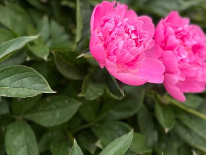 Как избавиться от муравьев, мешающих пионам цвести