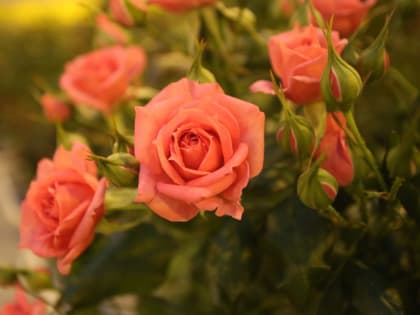 Что категорически нельзя делать с розами осенью 