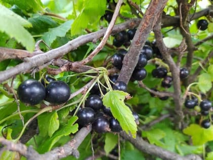 Какие удобрения нужны для сада осенью 