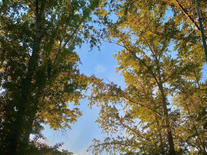 В лесах Республики Мордовия сохраняется 3 класс пожарной опасности