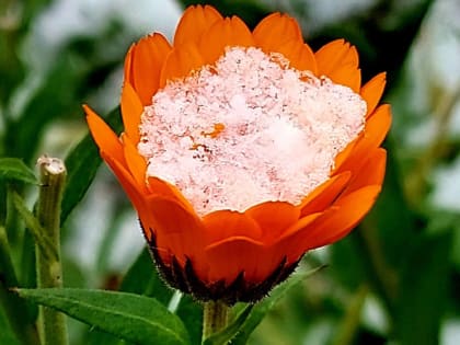 Цветущие растения для осеннего сада