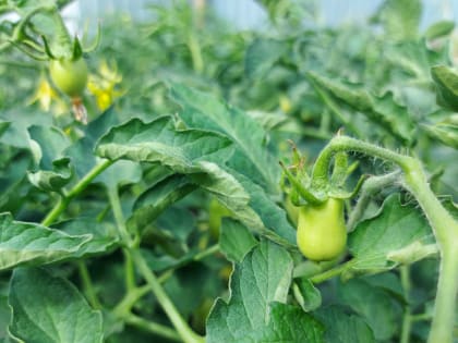 Надо ли удалять листья у томатов и если надо, то какие