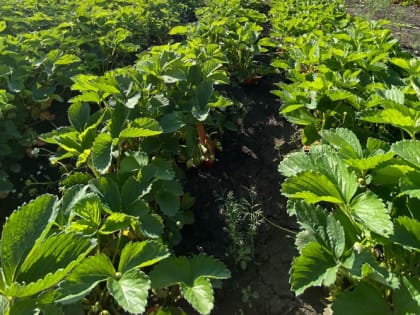 Подкормите этим клубнику во время цветения, и она завалит ягодами