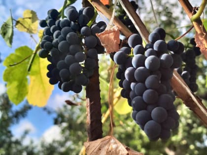 Особенности осенней посадки винограда 