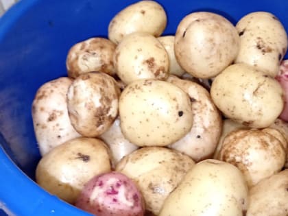 Молодая картошка в сметане: классический рецепт