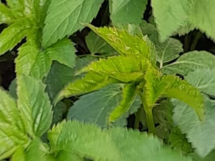 Хитрый интересный сорняк: как избавиться от сныти на участке