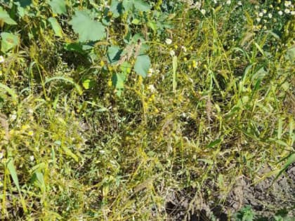 В Мордовии установлены карантинные зоны на 750 га из-за опасного сорняка