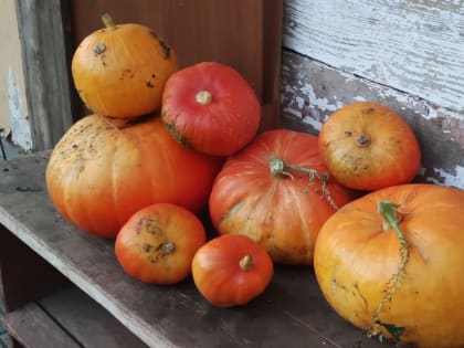 Сбор тыквы: когда и как это делать