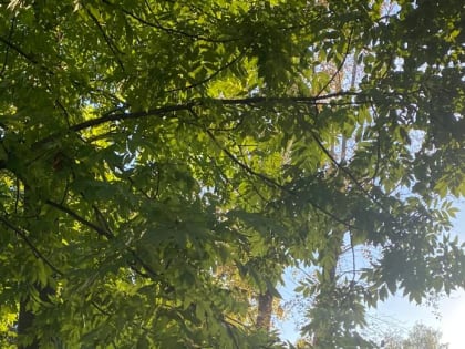 С 7 по 9 сентября местами на территории Мордовии ожидается высокая (4 класс) пожарная опасность лесов