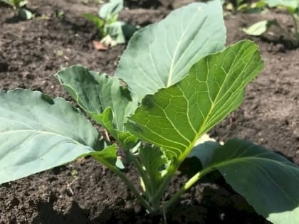 Выращивание капусты по Лунному календарю в 2023 году 