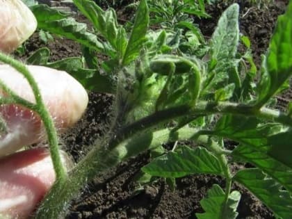 Излюбленные удобрения перца и томатов: дозировка и основные правила