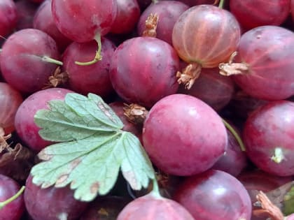 Подкормите так крыжовник и снимете до 30 кг ягод с куста