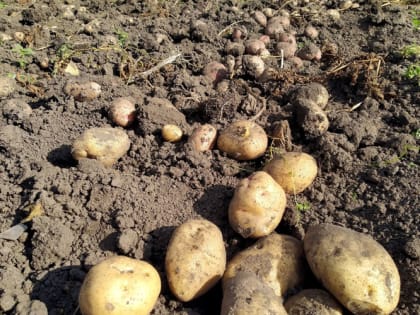 Отличный урожай и неуязвимость к колорадскому жуку: два сорта картошки, которые стоит посадить