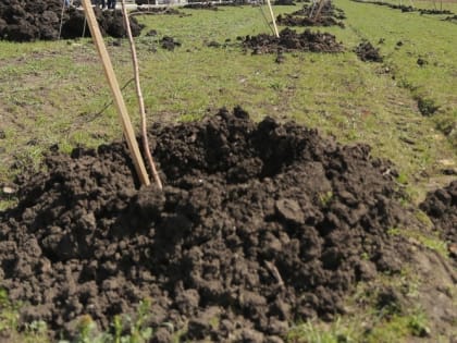 Можно ли в мае сажать деревья и кустарники 