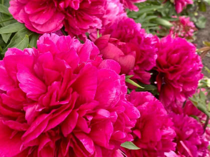 Чем подкормить пионы для обильного цветения