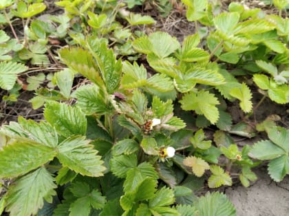 Самые выносливые, вкусные и ароматные сорта земляники — потрясающие урожаи гарантированы