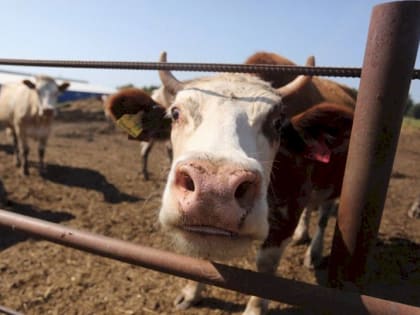 Молочные фермы Мордовии завершили 2022 год с надоем 7933 кг молока на корову