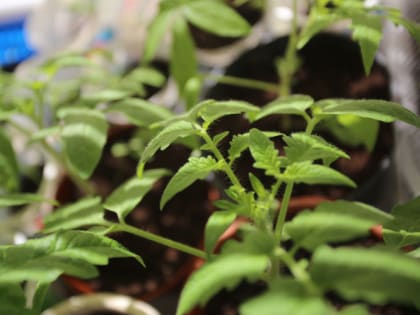 Не допускайте этих опасных ошибок при высадке рассады в открытый грунт