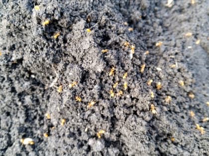 Как избавиться от муравьев в огороде навсегда: простые способы без всякой химии