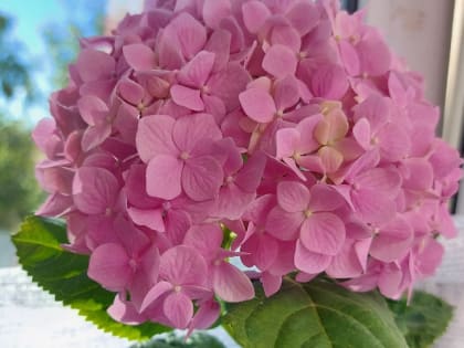 Чем подкормить гортензию для роста и обильного цветения