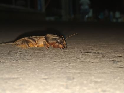 Как избавиться от медведки навсегда: самые эффективные методы