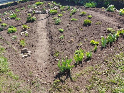 Что с чем сажать на грядках: подбираем идеальные пары