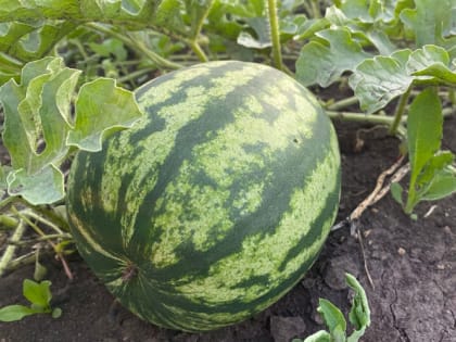 Как часто нужно поливать арбузы и дыни