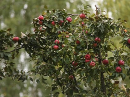 Как правильно омолодить яблоню осенью