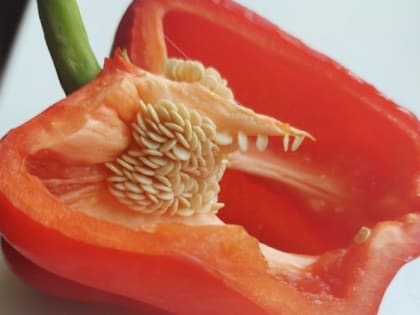 Эти способы помогут ускорить созревание перцев 