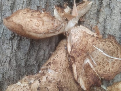 Опасный трутовик: как защитить деревья от разрушительного гриба