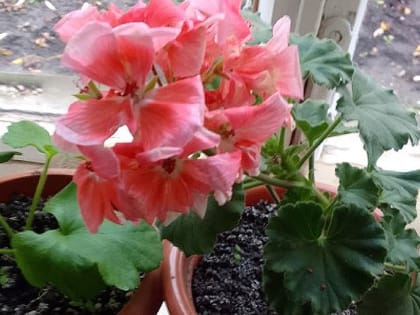 Чем подкормить герань зимой для роста и цветения