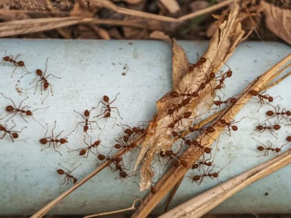 Дачникам предложили новые способы борьбы с вредителями на огороде