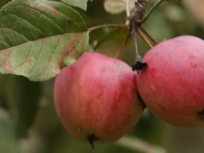 Как правильно хранить яблоки для долгого хранения