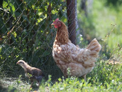 Как избавиться от слизней: народные средства без всякой химии