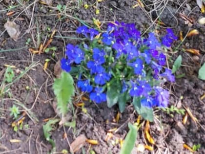 Когда и как правильно сеять лобелию на рассаду