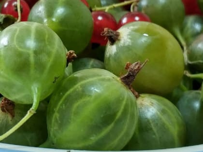 Прощай урожай: почему у крыжовника опадают ягоды