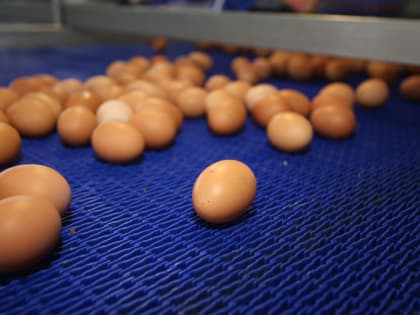 В Мордовии выросла заболеваемость сальмонеллезом