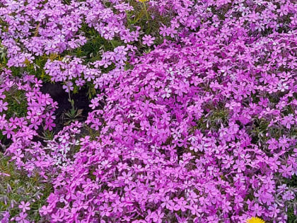 Чем подкормить флоксы для пышного и долгого цветения