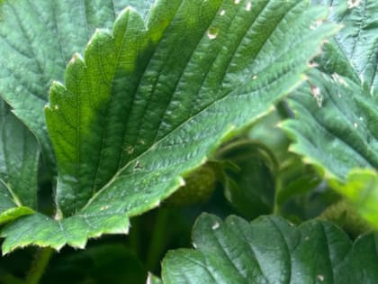 Уход за клубникой осенью