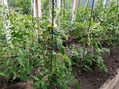 Как бороться с фитофторой на помидорах