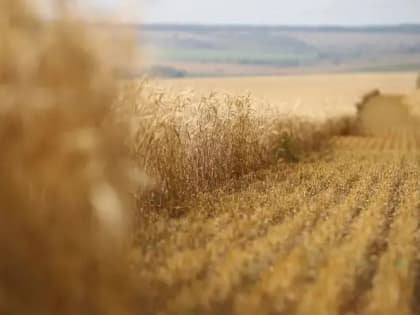 Россия укрепляет лидерство среди мировых экспортёров пшеницы