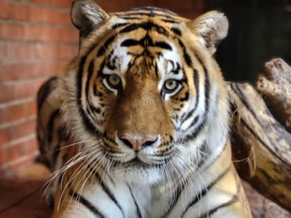 Саранский Зоопарк приглашает жителей и гостей города отметить международный День тигра