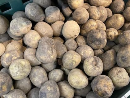 Готовим картофель к посадке 
